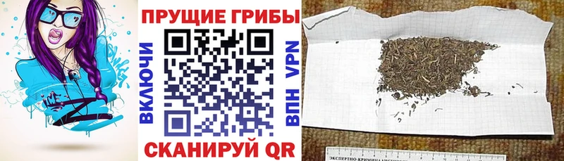 Псилоцибиновые грибы Psilocybine cubensis  Великий Устюг 